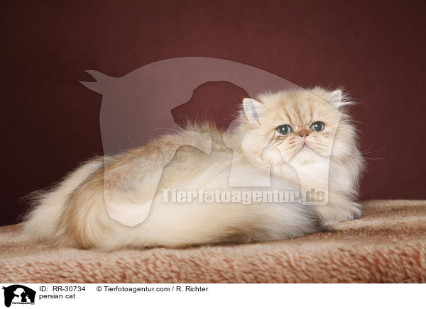 persian cat / RR-30734