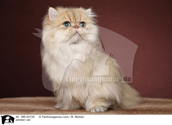 persian cat / RR-30735
