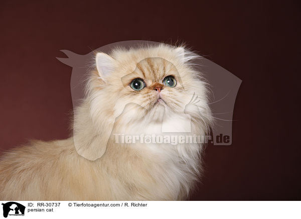 persian cat / RR-30737