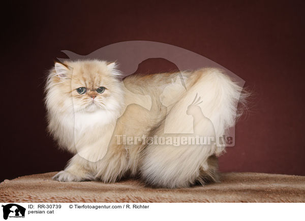 persian cat / RR-30739