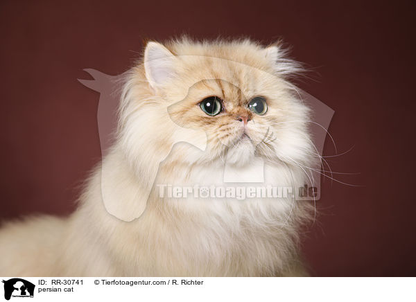 persian cat / RR-30741