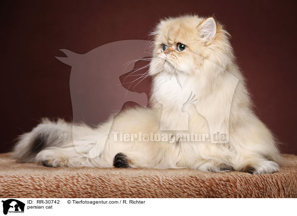 persian cat / RR-30742