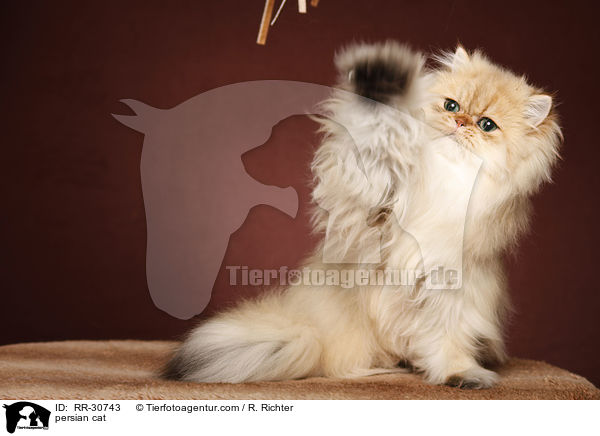 persian cat / RR-30743