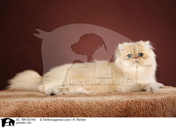 persian cat / RR-30749