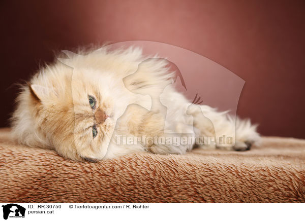 persian cat / RR-30750