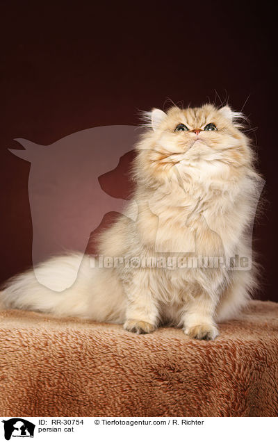 persian cat / RR-30754