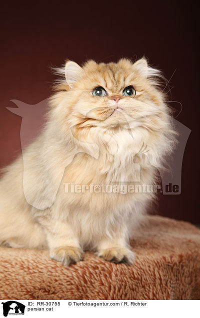 persian cat / RR-30755