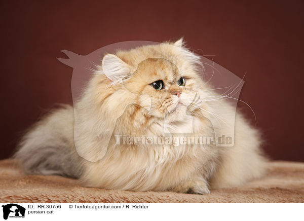 persian cat / RR-30756