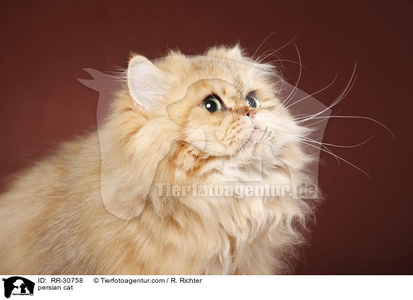 persian cat / RR-30758