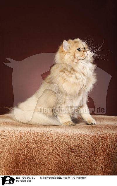 persian cat / RR-30760