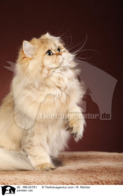 persian cat / RR-30761