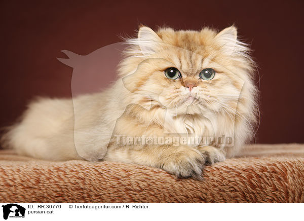 persian cat / RR-30770