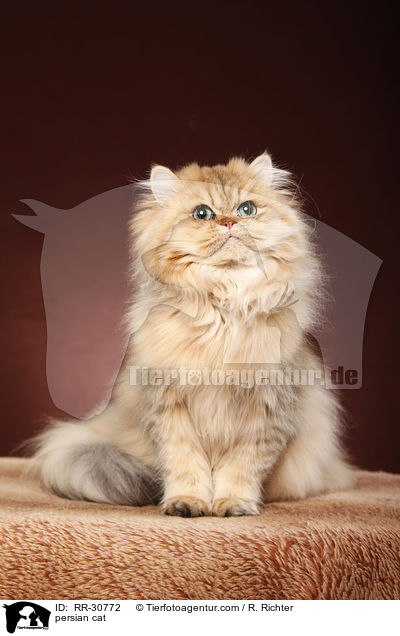 persian cat / RR-30772