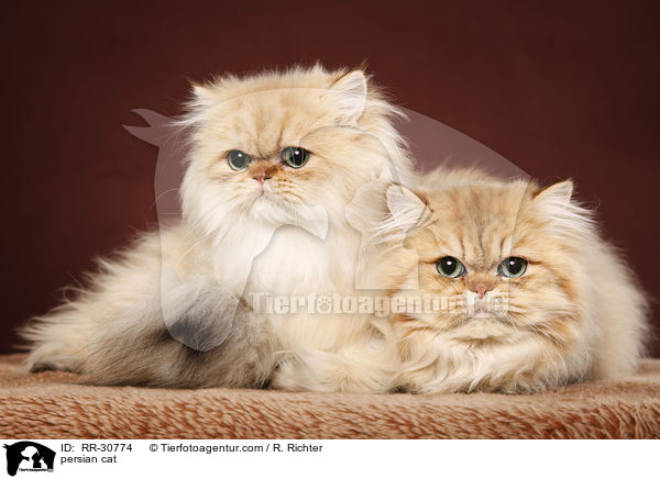 golden chinchilla Perser / persian cat / RR-30774