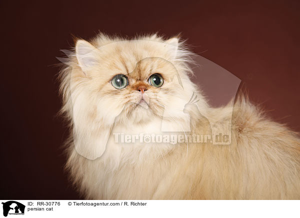 persian cat / RR-30776