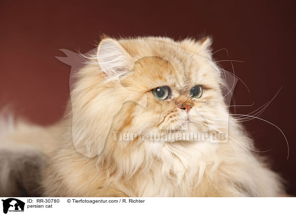 persian cat / RR-30780