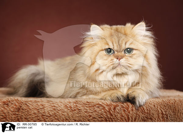 persian cat / RR-30785