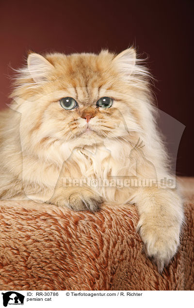 persian cat / RR-30786