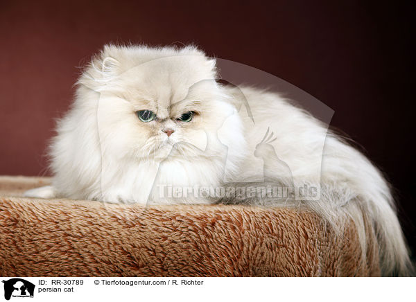 persian cat / RR-30789