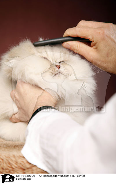 blue golden chinchilla Perser / persian cat / RR-30790