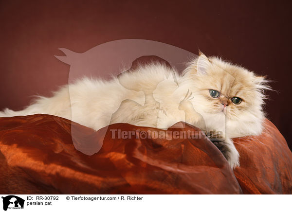 persian cat / RR-30792