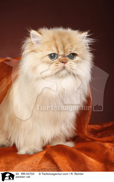 persian cat / RR-30793