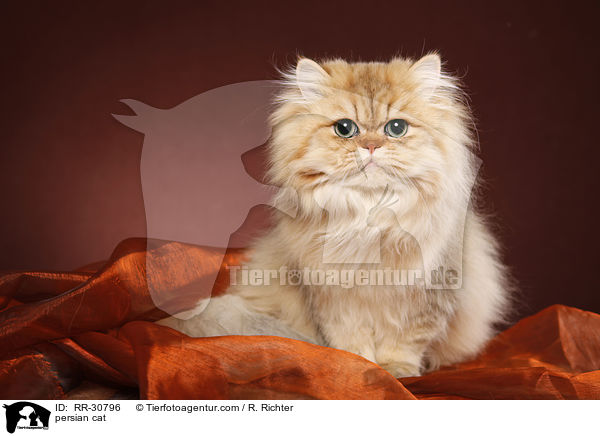persian cat / RR-30796