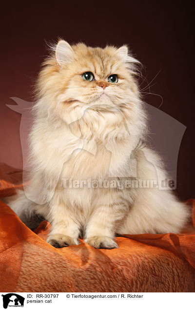persian cat / RR-30797