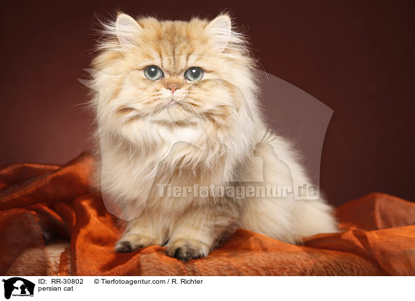 persian cat / RR-30802