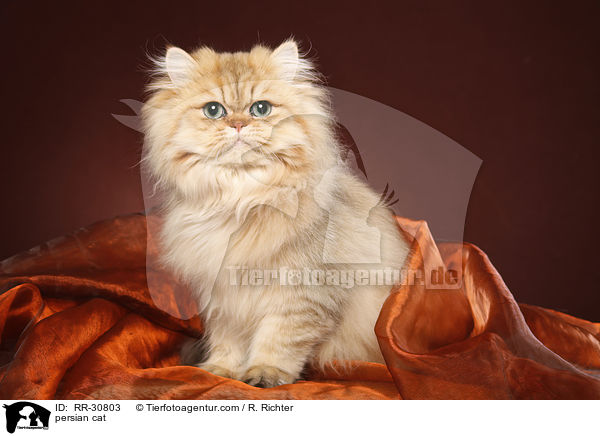 persian cat / RR-30803