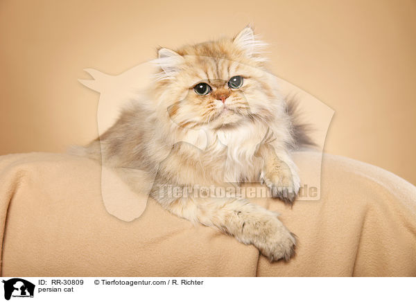 persian cat / RR-30809