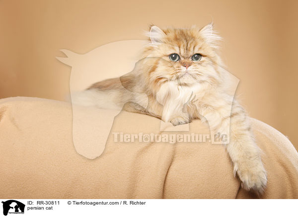 persian cat / RR-30811