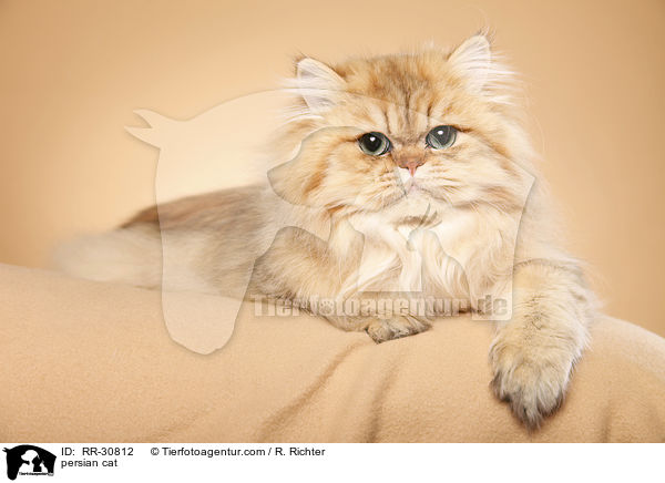 persian cat / RR-30812