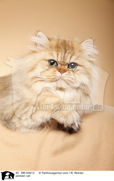 persian cat / RR-30813