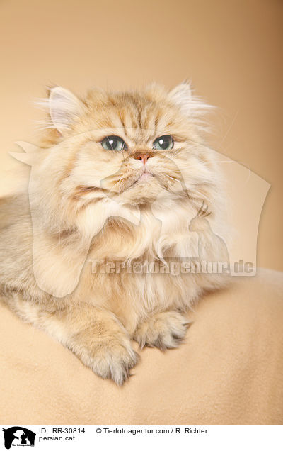 persian cat / RR-30814