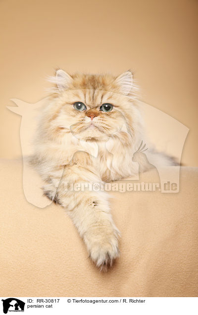 persian cat / RR-30817