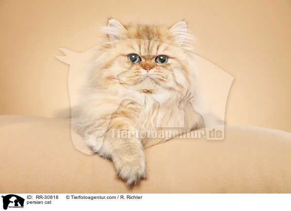 persian cat / RR-30818