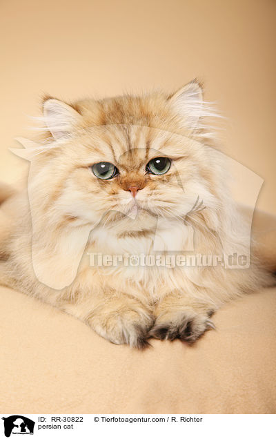 persian cat / RR-30822