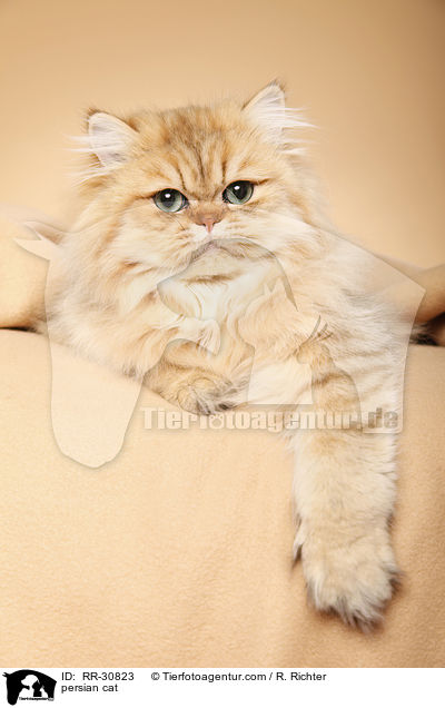 persian cat / RR-30823