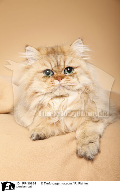 persian cat / RR-30824