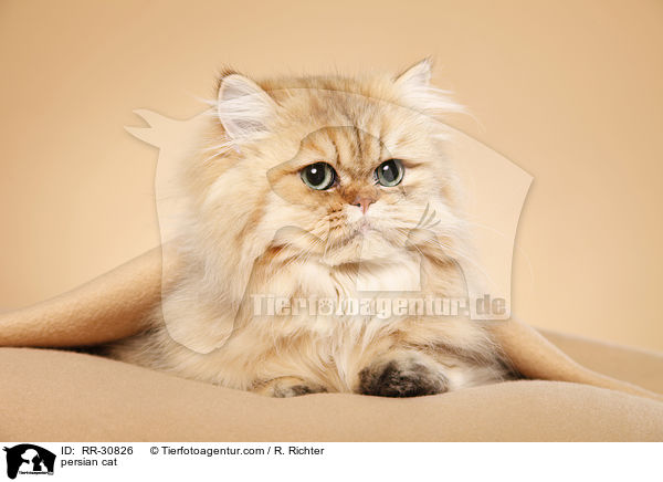 persian cat / RR-30826