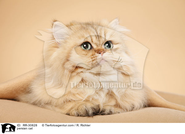 persian cat / RR-30828