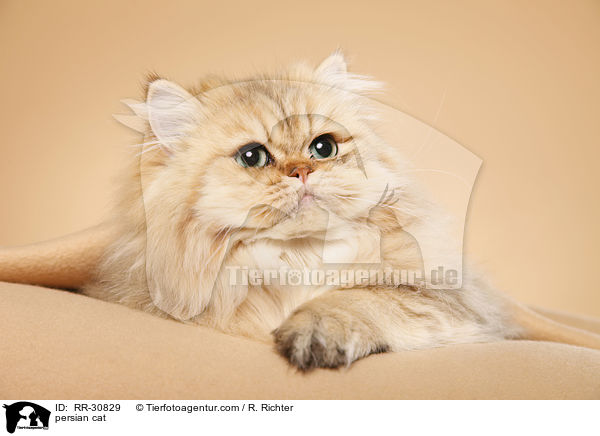 persian cat / RR-30829