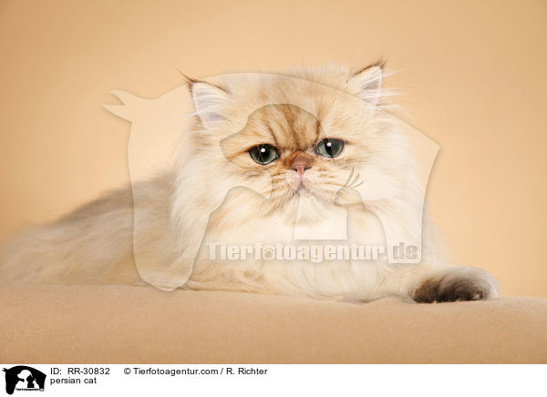 persian cat / RR-30832
