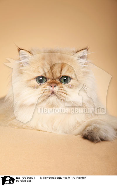 persian cat / RR-30834