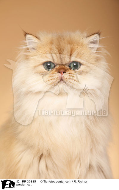 persian cat / RR-30835