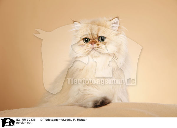 golden chinchilla Perser / persian cat / RR-30836