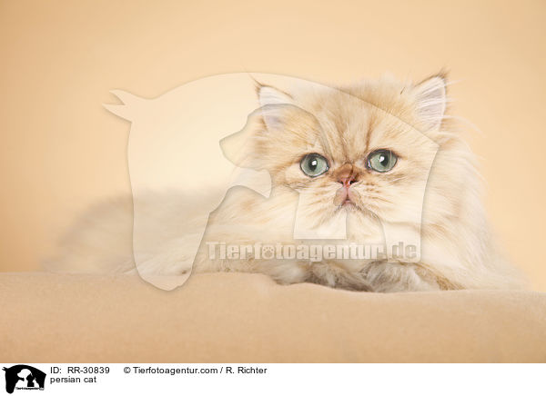 persian cat / RR-30839