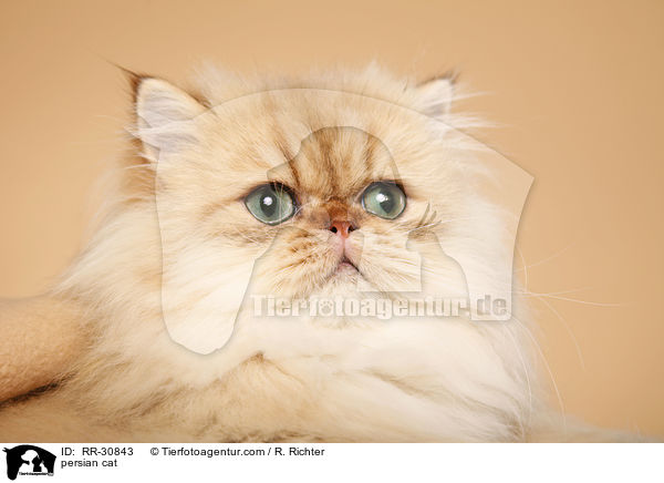 persian cat / RR-30843