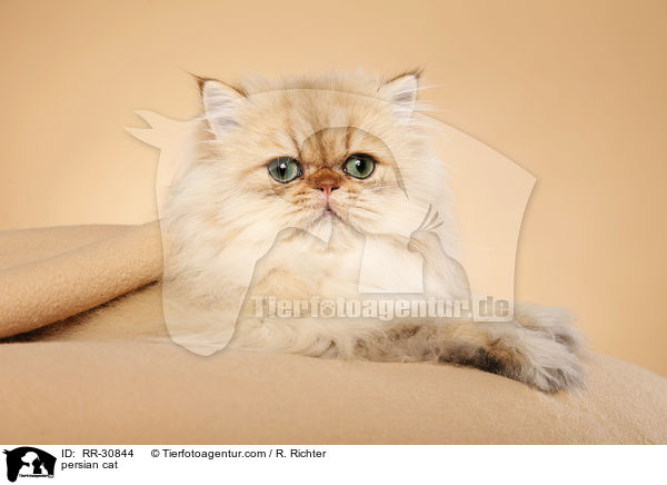 persian cat / RR-30844